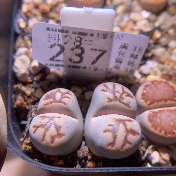 精品生石花28.237化石菊