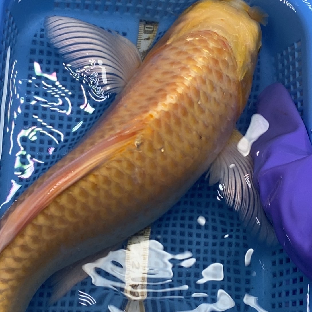 锦鲤冷水锦鲤包邮