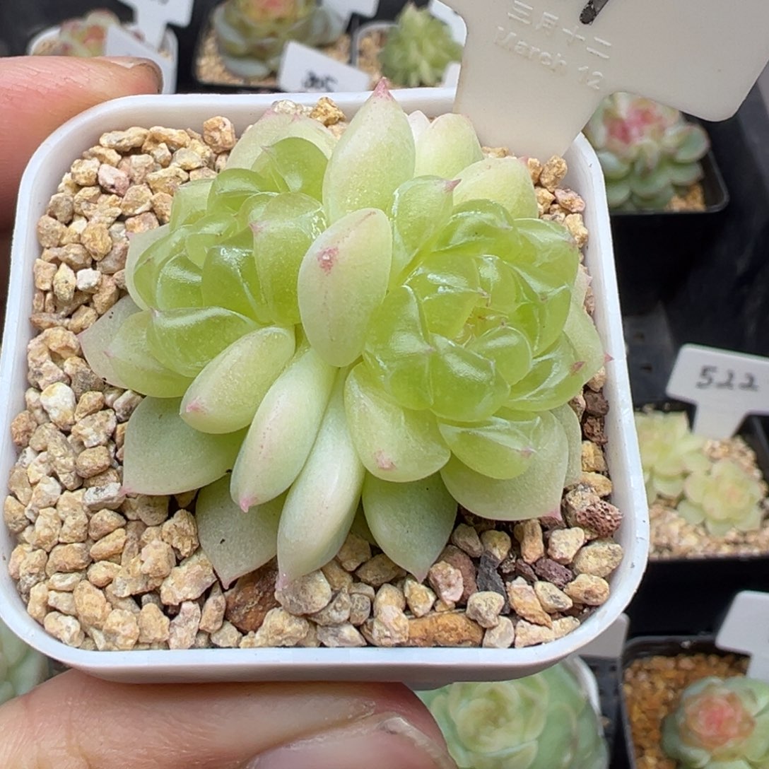 937号黄财 晗雨多肉