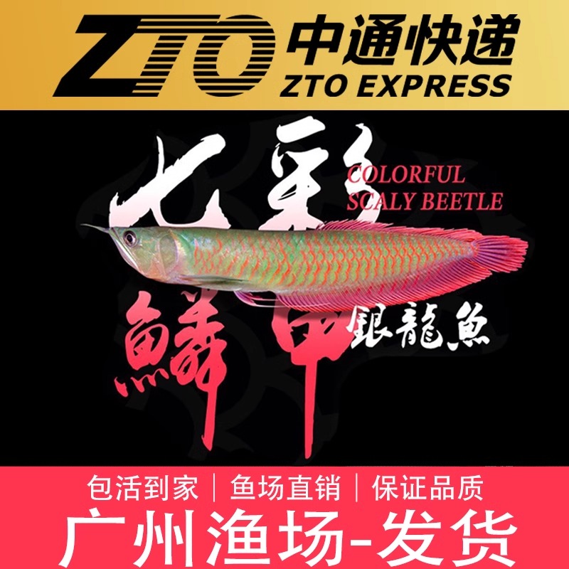 七彩银龙活体观赏鱼热带鱼银龙鱼