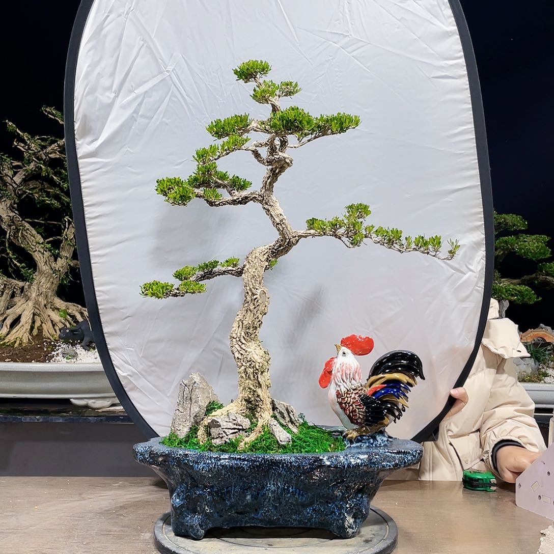 完全开放黄杨盆景四季常青