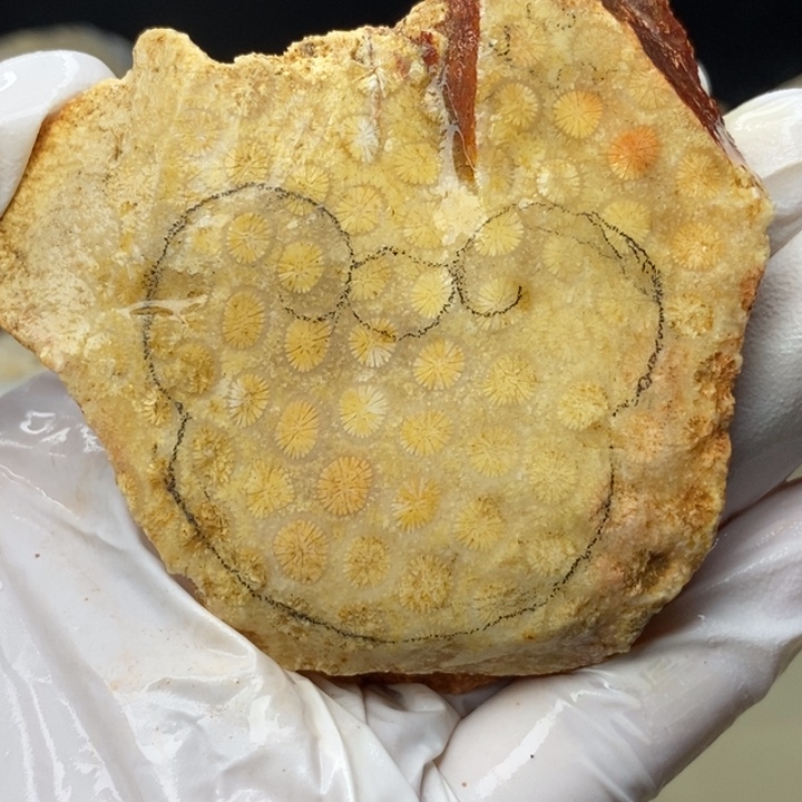 【闪购商品】未镶嵌珊瑚玉硅化玉