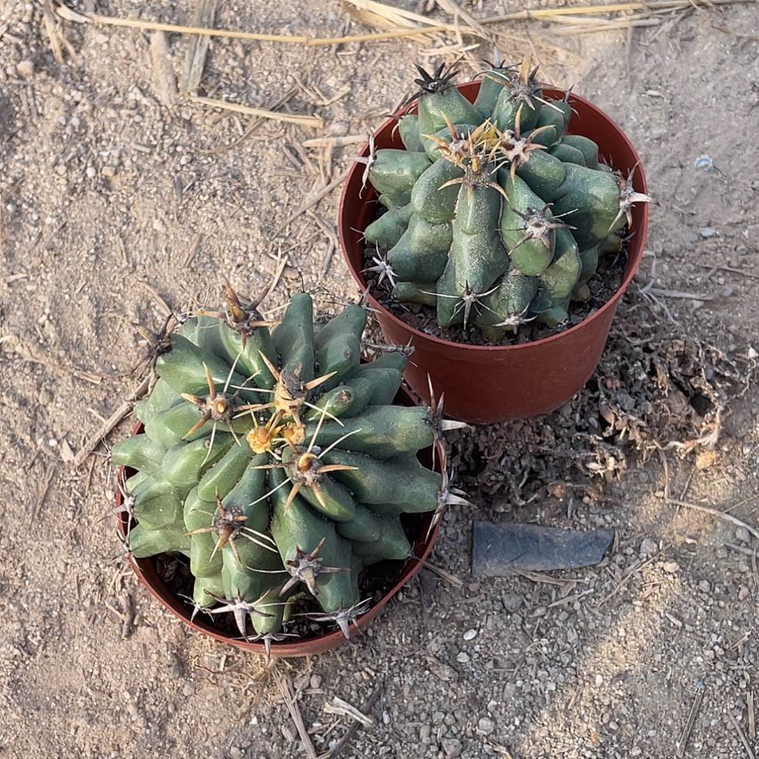 ****力仙人球实生龟甲雎鸠玉两个