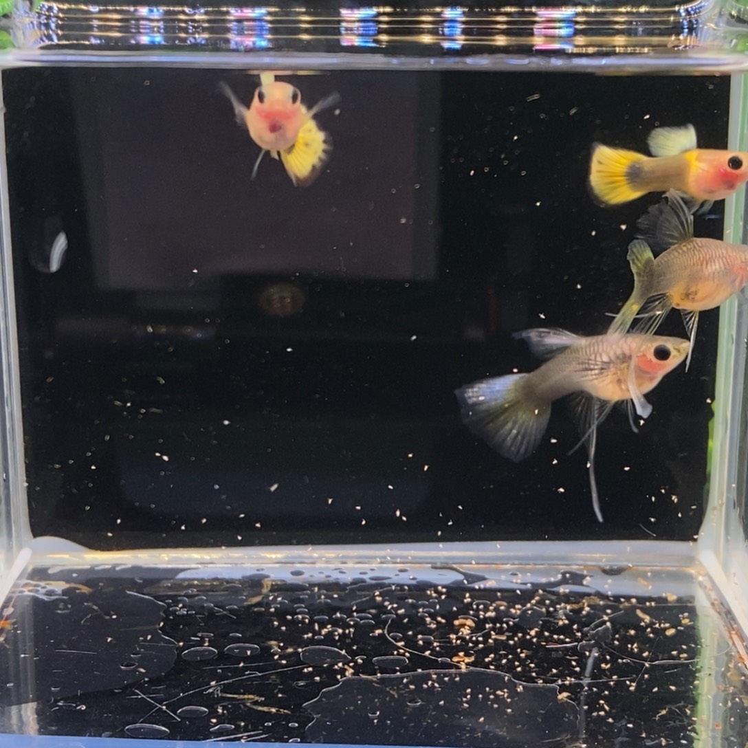 孔雀鱼黄化小太阳大c两对玻璃猫