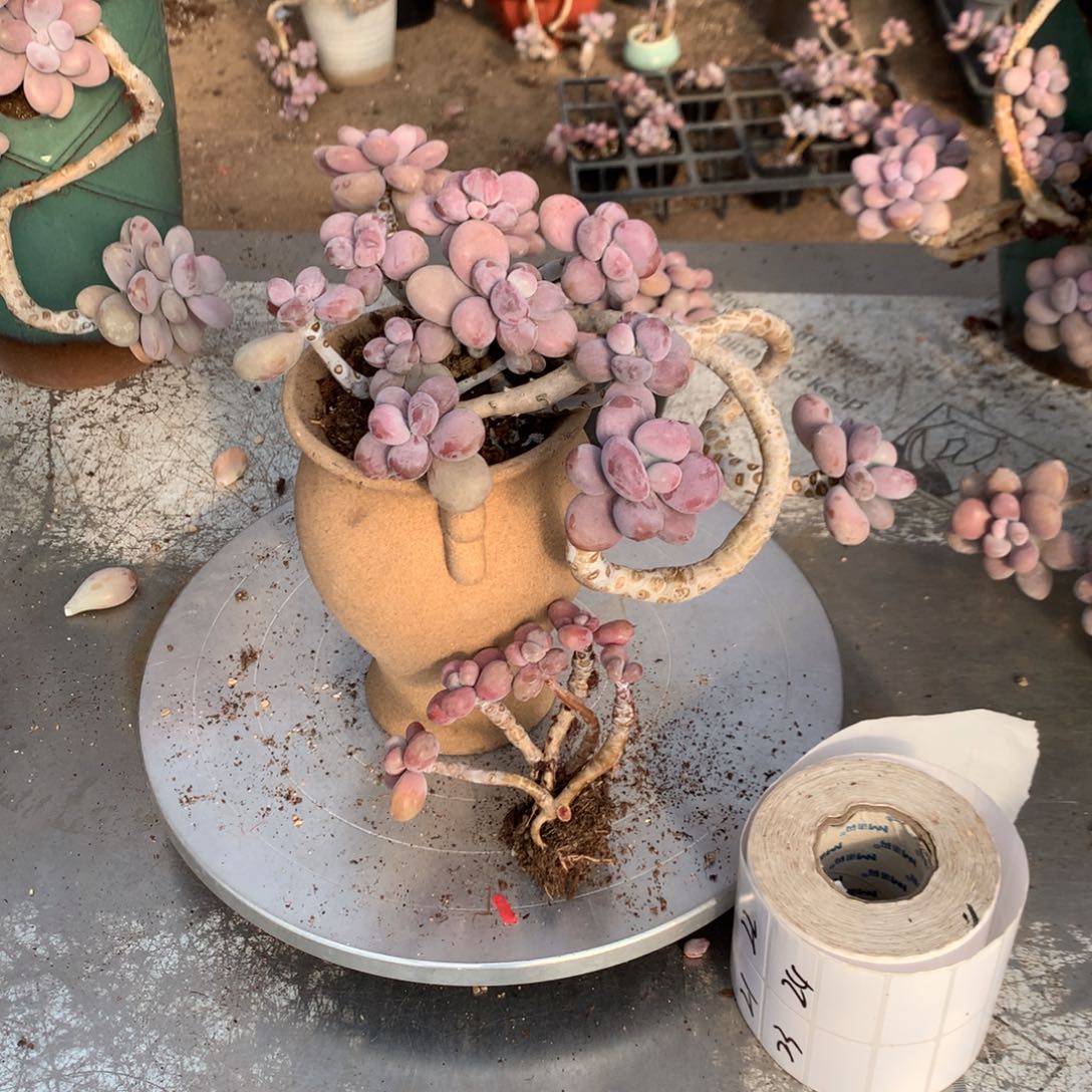 桃蛋老桩不带盆21号