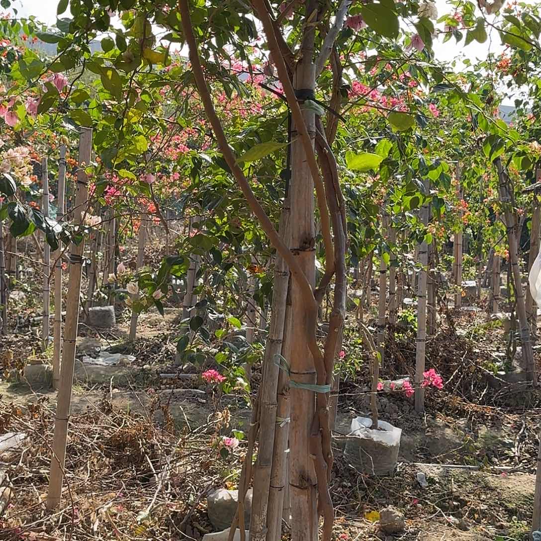 12345变色龙52552666