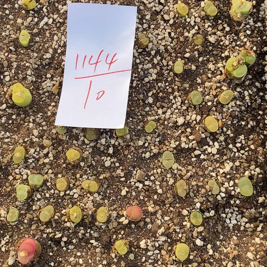 1144拉登杂O泡清框。  