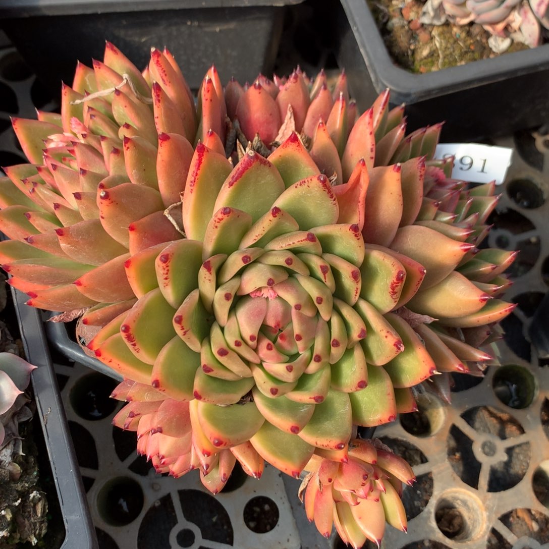 891新年快乐发发发