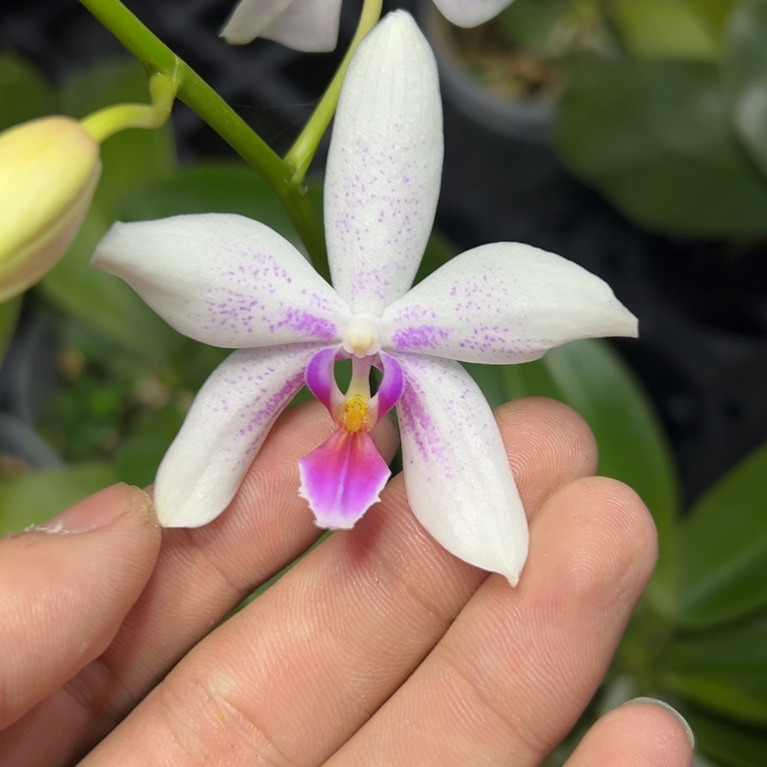 完全开放l689三寸ys1210