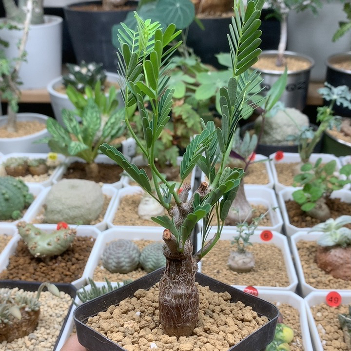 实生沙漠苏木带盆301