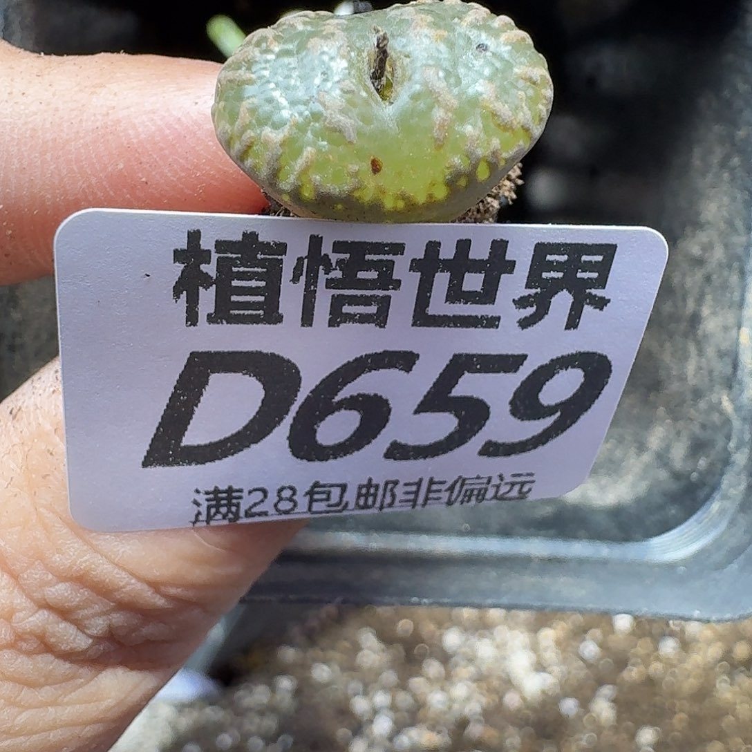的植物的人生fgbnn