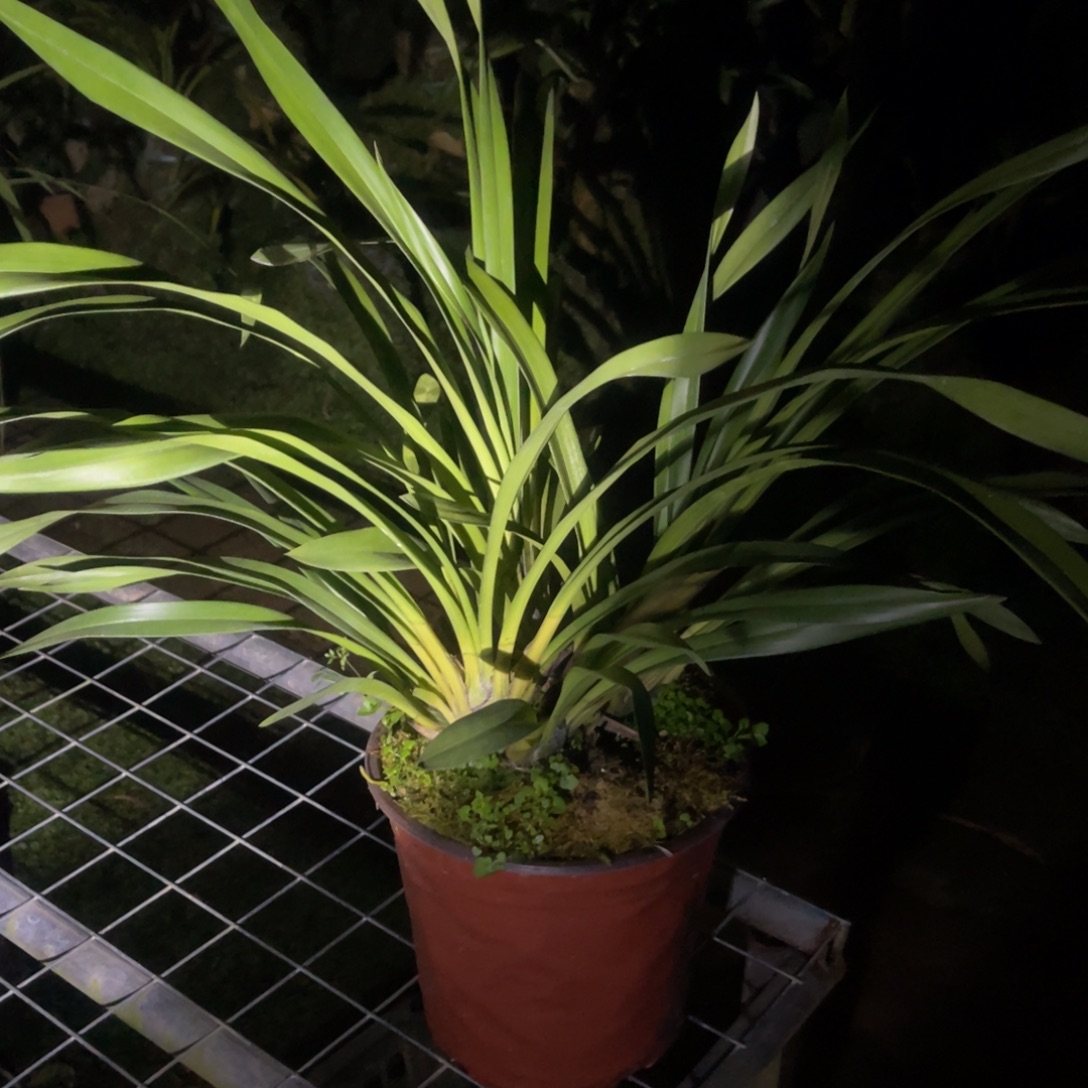 当前无花朵，栽培后可花朵红嘴鸥