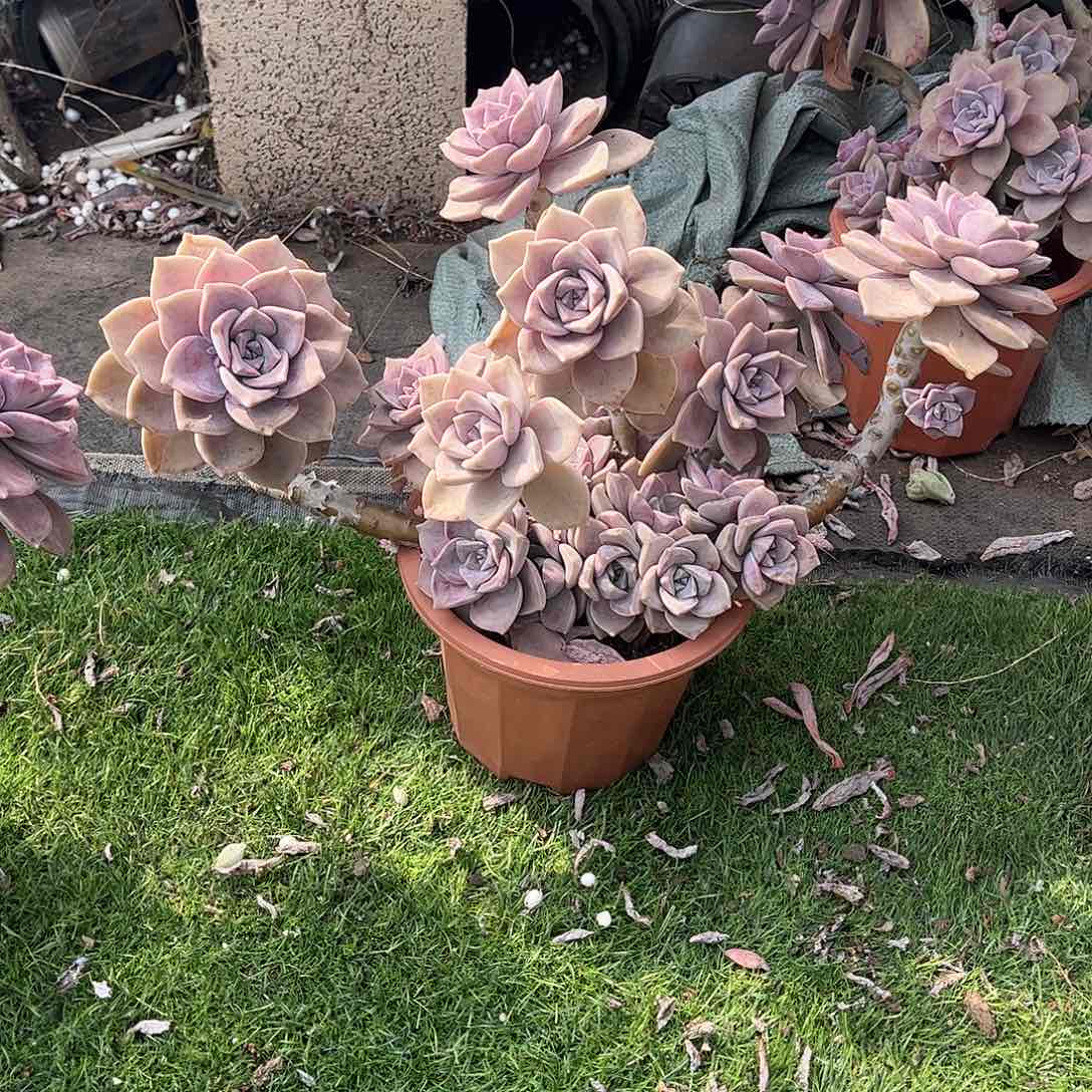 珠****急紫乐多肉植物保护51