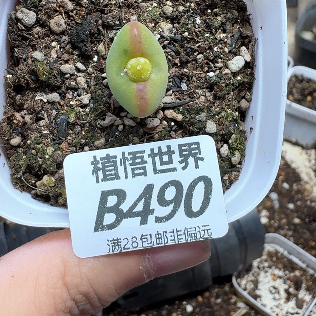 多肉植物多肉植物