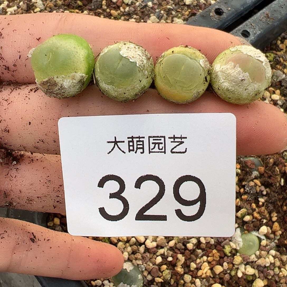 一物一拍4颗拉登。   329