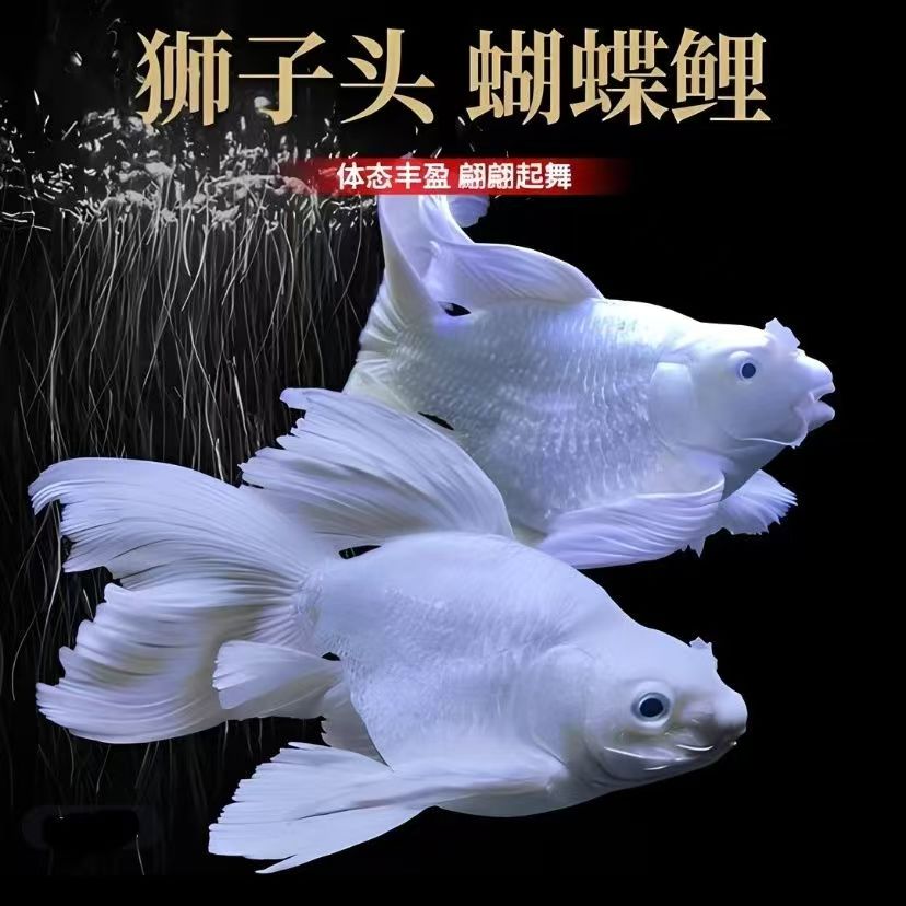 台湾球体蝴蝶鲤 冷水观赏鱼石膏白短身球体狮头长尾锦鲤鱼活体