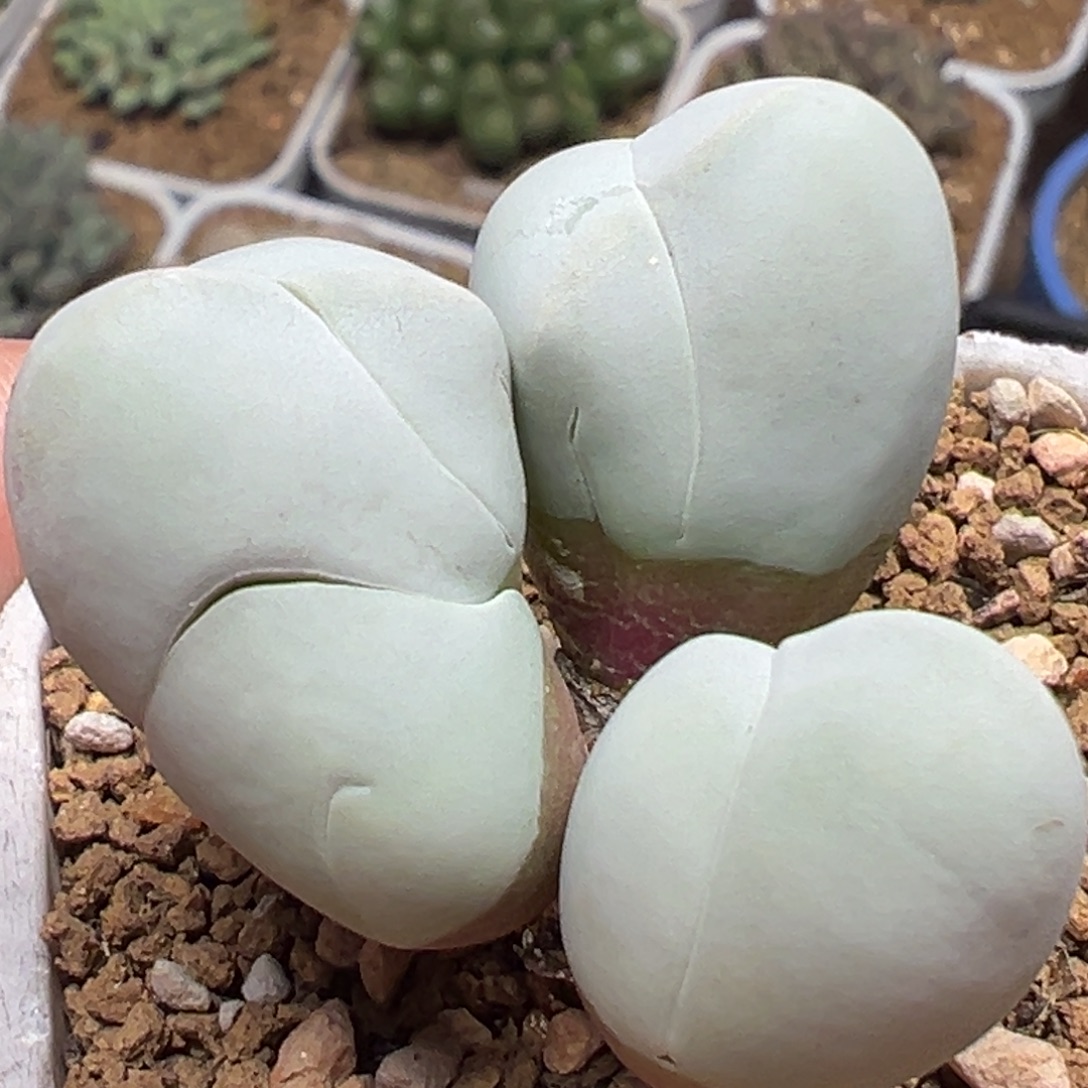 白魔群带杆多肉植物百科