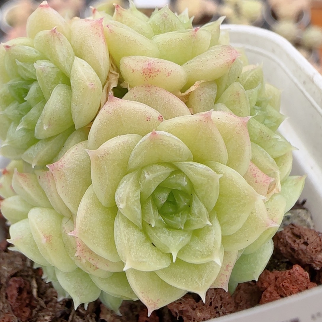 花语多肉1223-205散