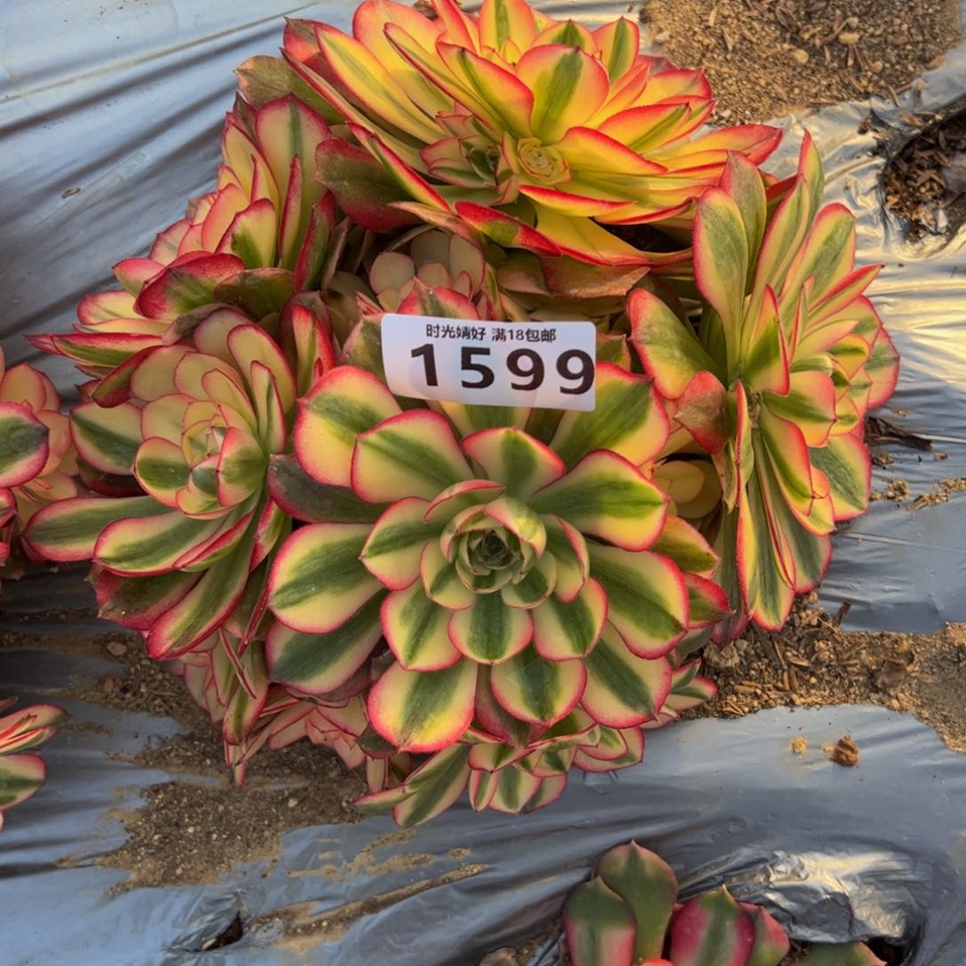 1599荔枝多肉植物