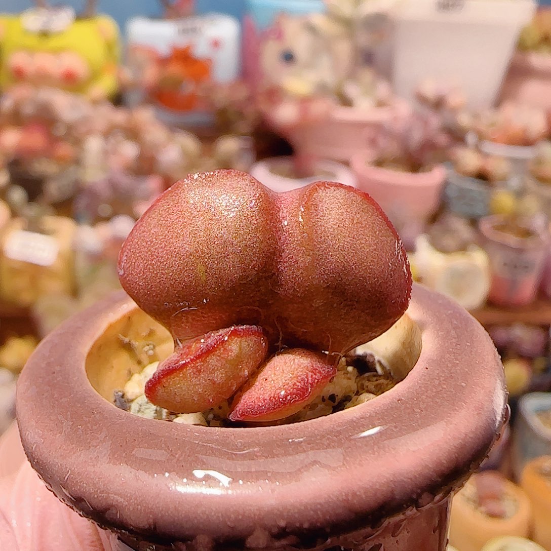 T变异红蛋盆口2cm