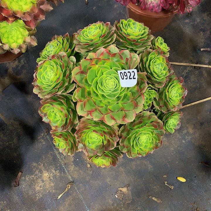 不***子多肉奶白锦9220000