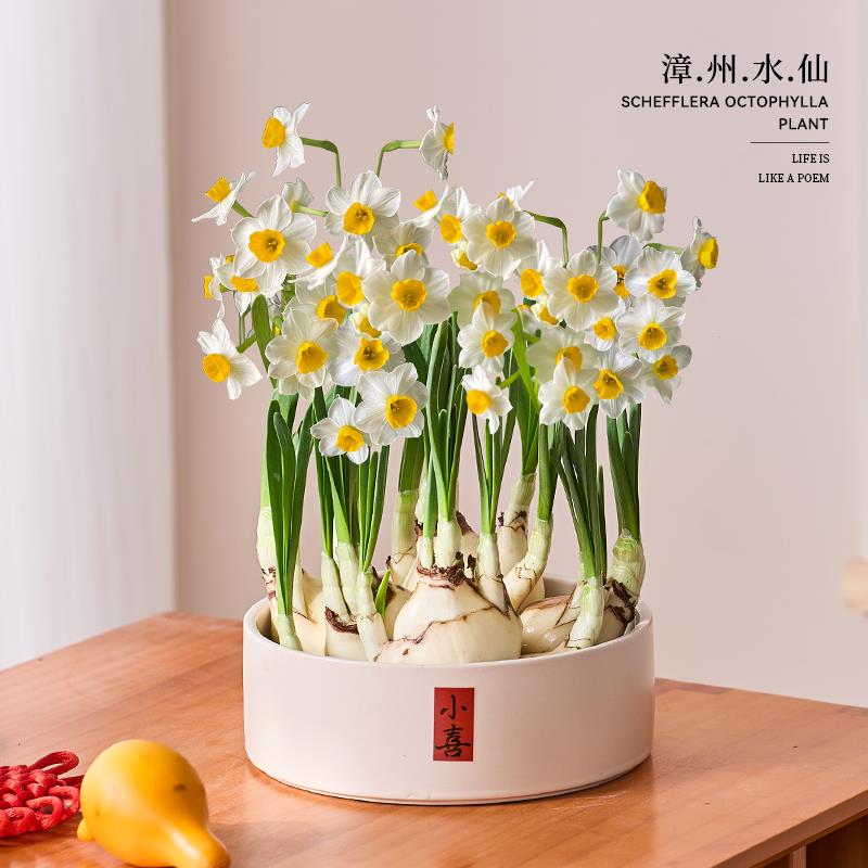 漳州水仙花盆栽水养种球冬季花卉绿植客厅水培室内植物好养年宵花