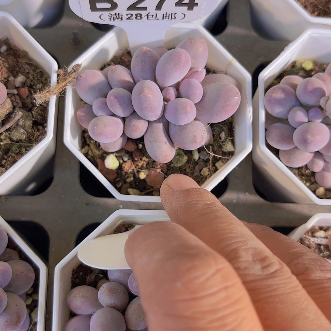 B274汤圆一物一拍