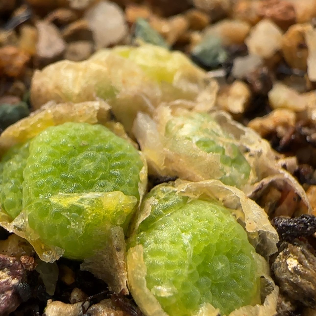 【闪购商品】8652    