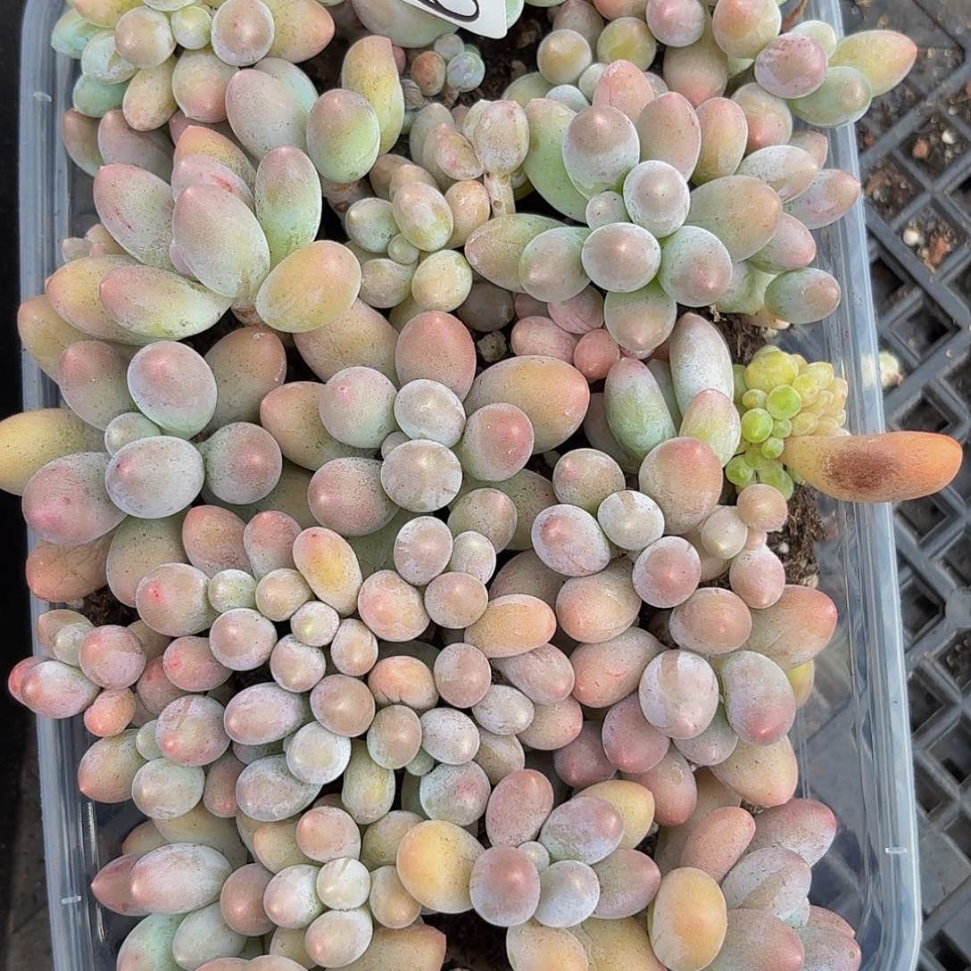 多肉植物多肉植物671