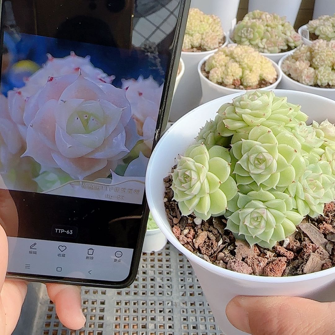 1127-91（ttp-63）优选