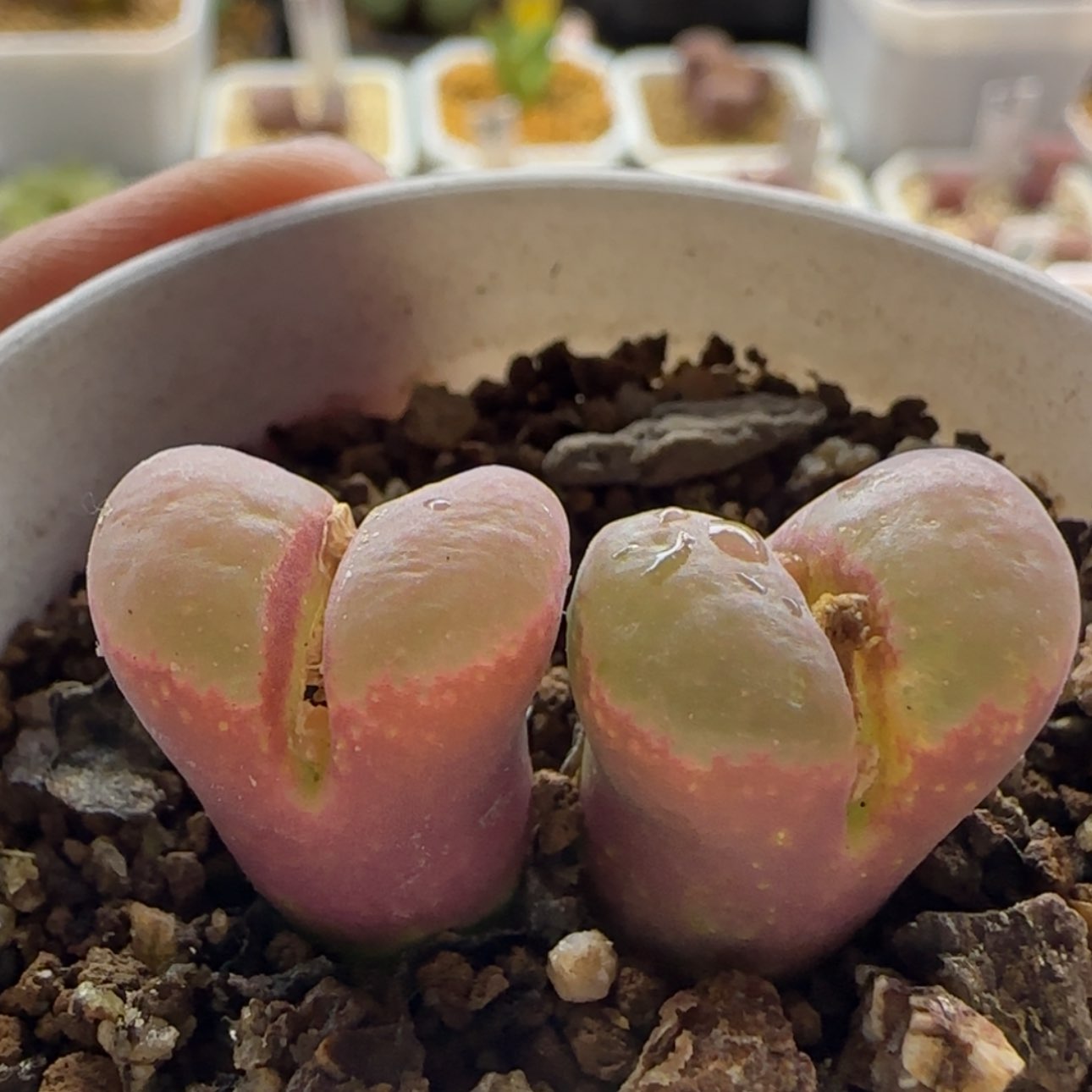 【闪购商品】0999荧光风铃当天28包邮非偏远