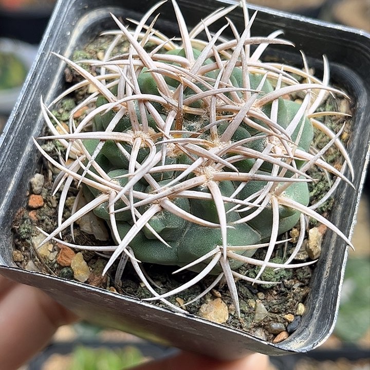 优选五十铃碧岩玉实生球4.7公分