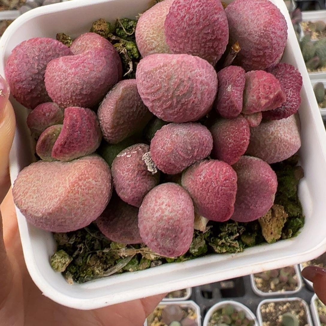 夏娃老桩多肉植物水泡