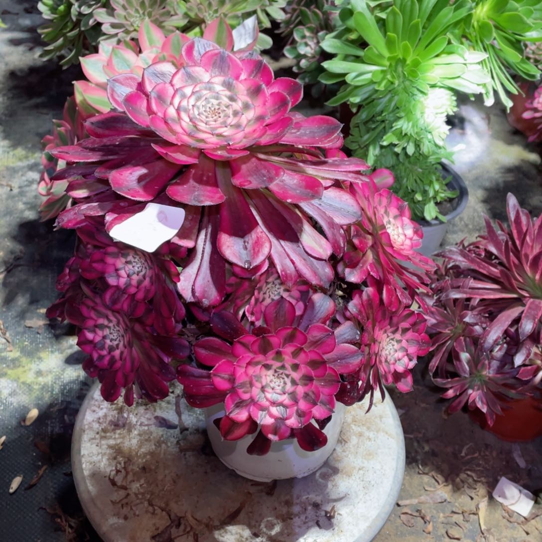 多肉植物红铜超白667