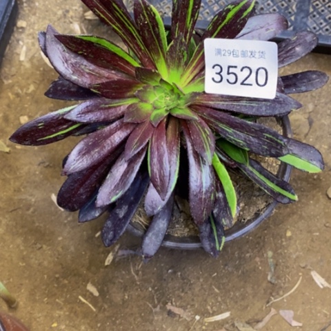 水墨丹青多肉植物3520