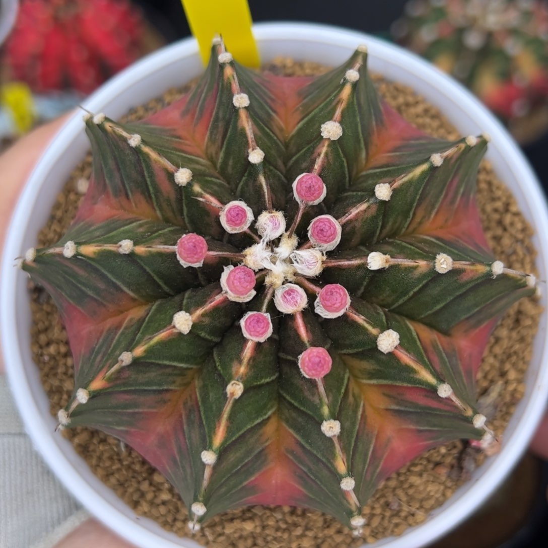 泰系实生暹罗宝石A33