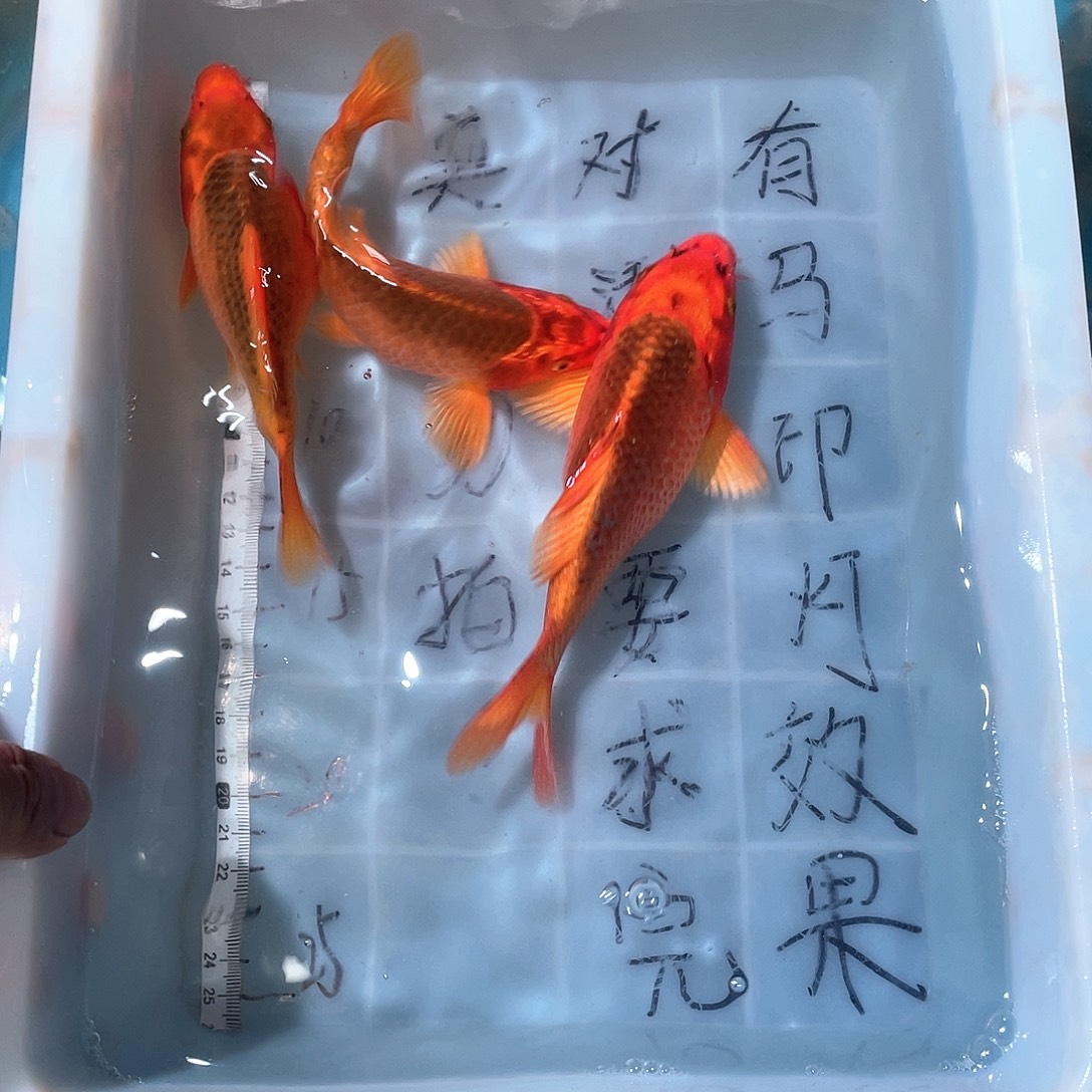 蝴蝶鲤渔场直发95