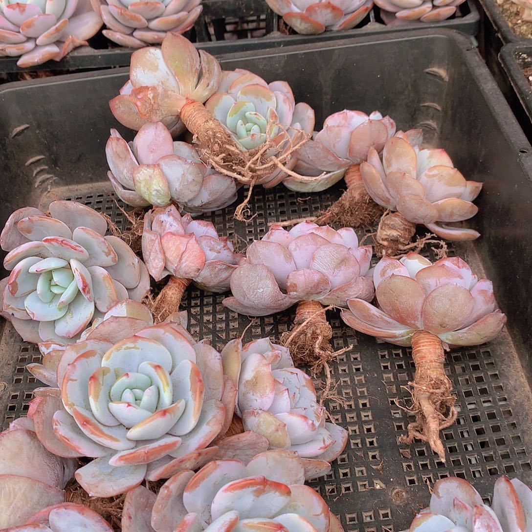 小老庄韩奶茶356889900000