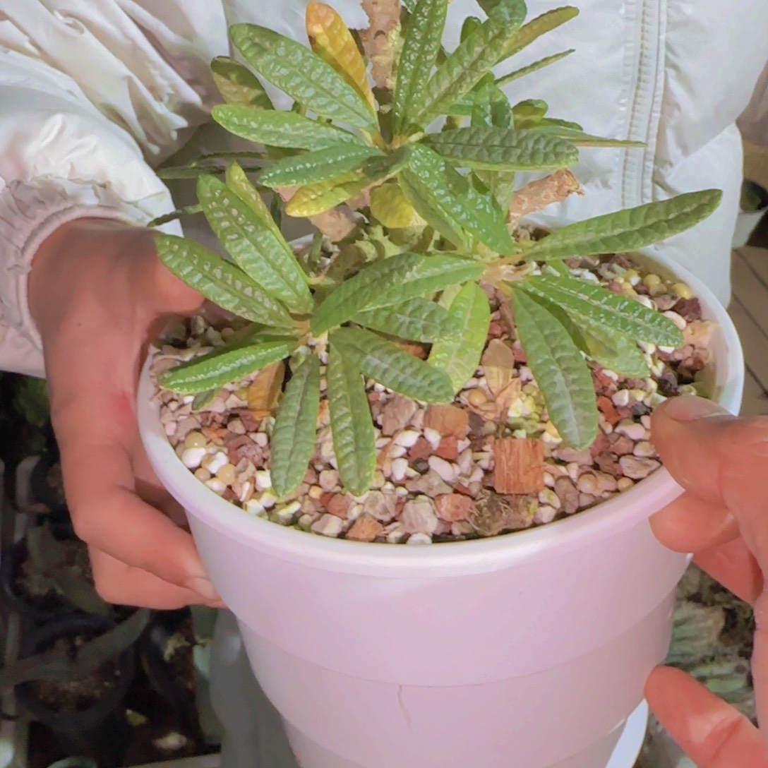 L***a块根植物块根植物