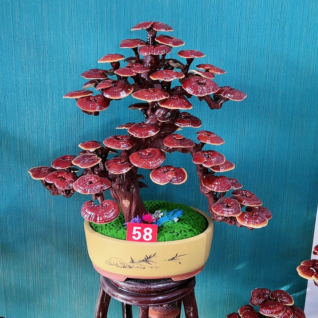 【闪购商品】无花朵