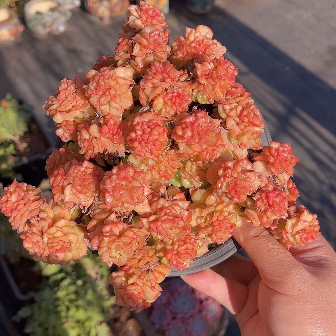 极品蜡牡丹老桩多肉