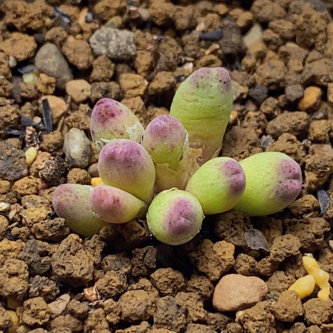 9头草莓斑马9头草莓斑马