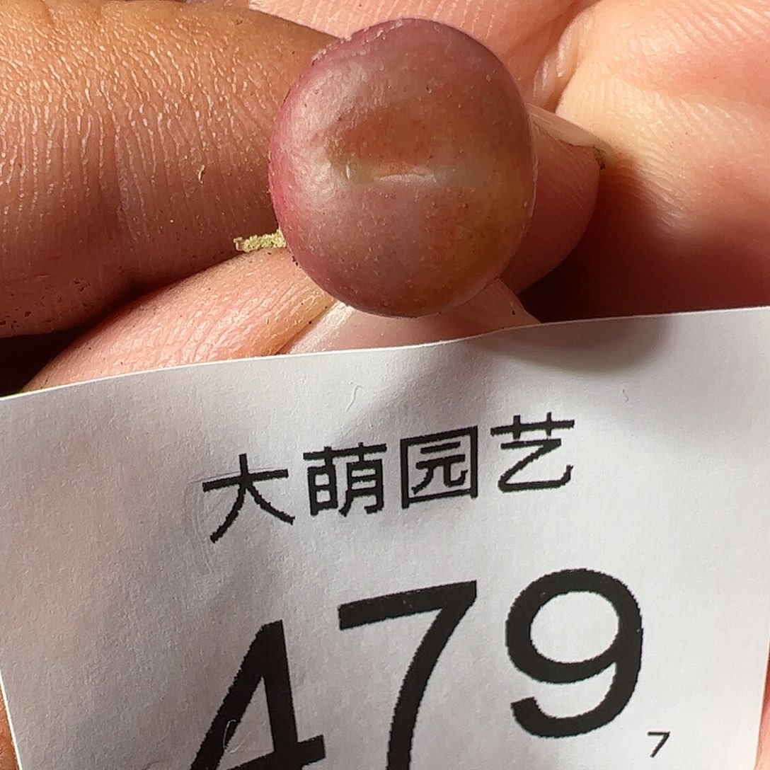 0000479 一物一拍……