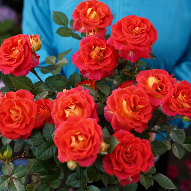 二乔  复色双色双鱼座丛生正宗月季花盆栽室内外新手易养护爆花