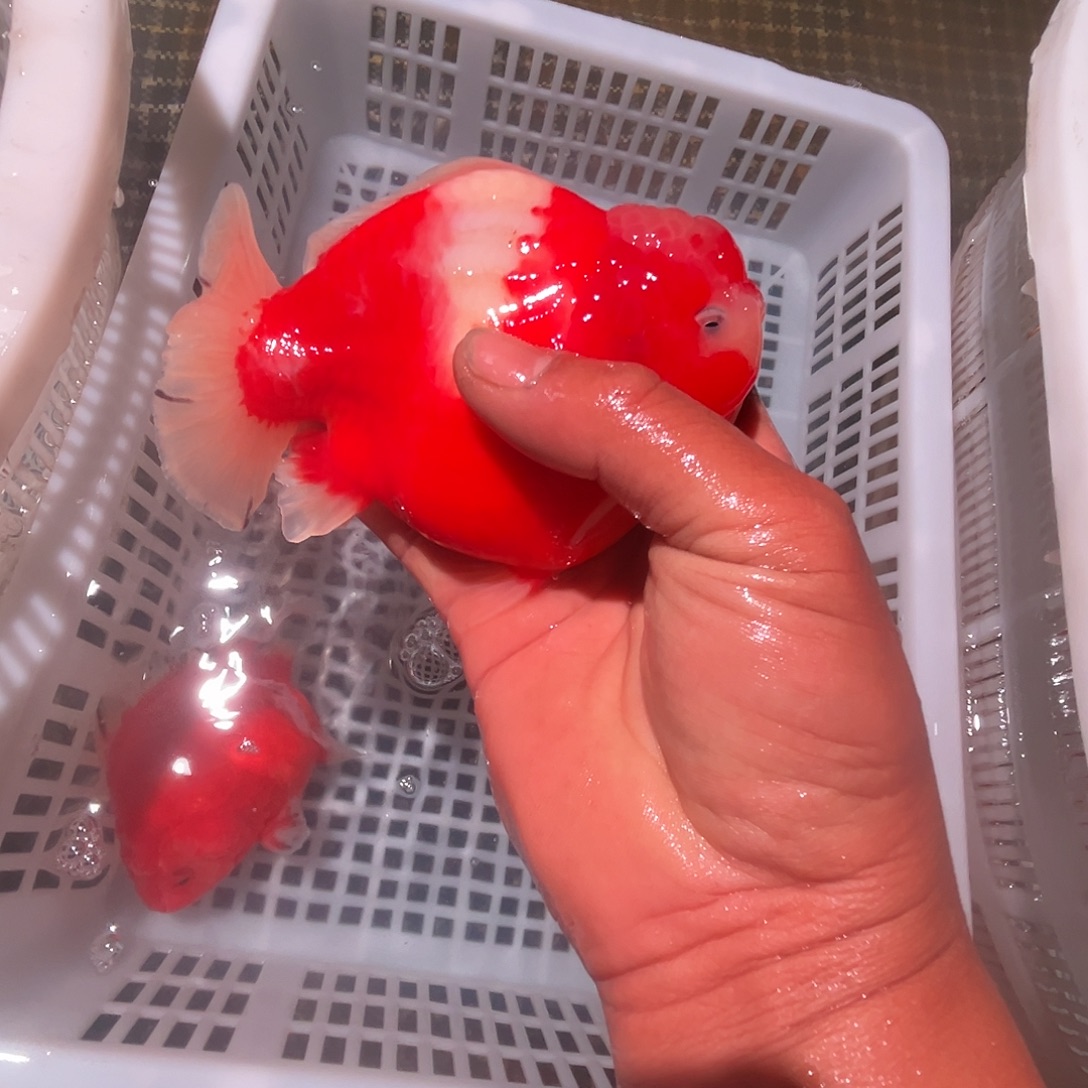 海水鱼短尾将军泰狮短尾