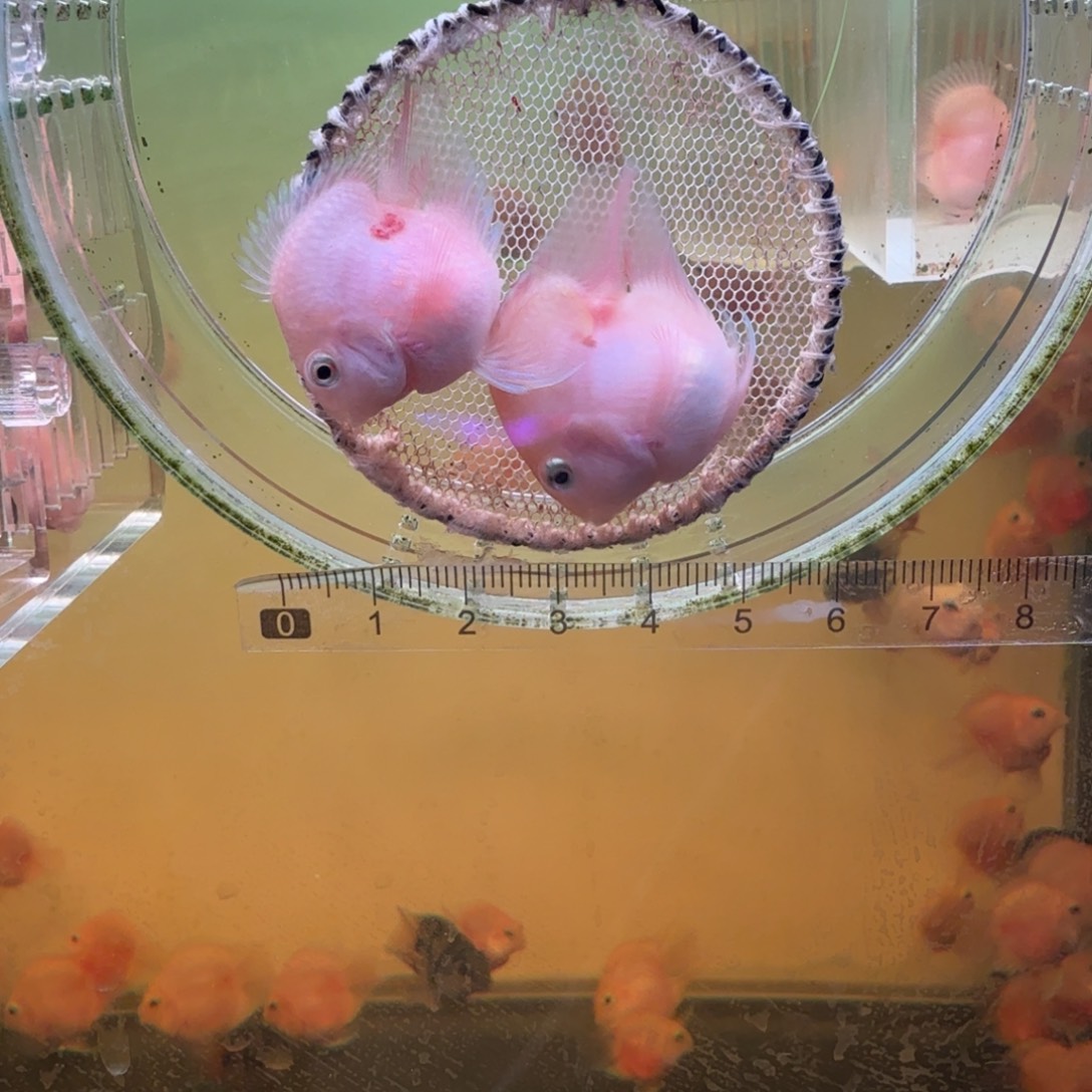 鹦鹉鱼胭脂粉一对