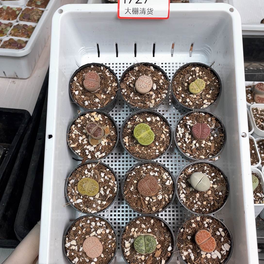 1727大棚清仓甩卖了