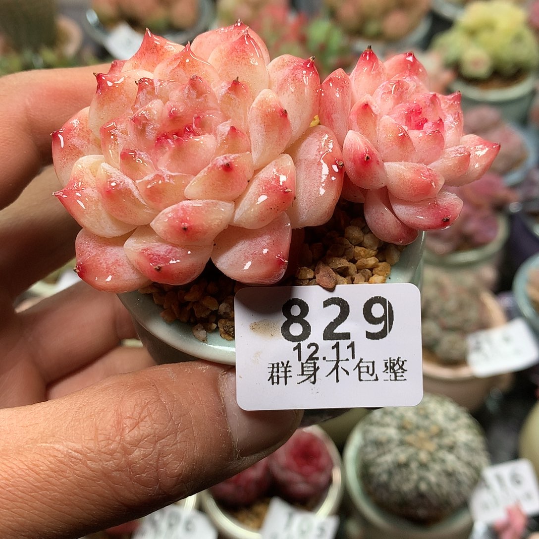 精控拇指盆12.11829