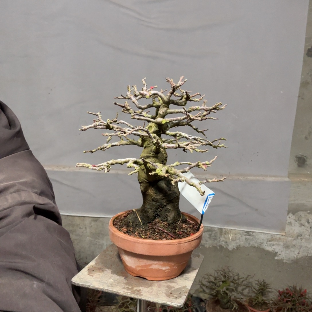 李***章云南昭通红花平枝栒子红花