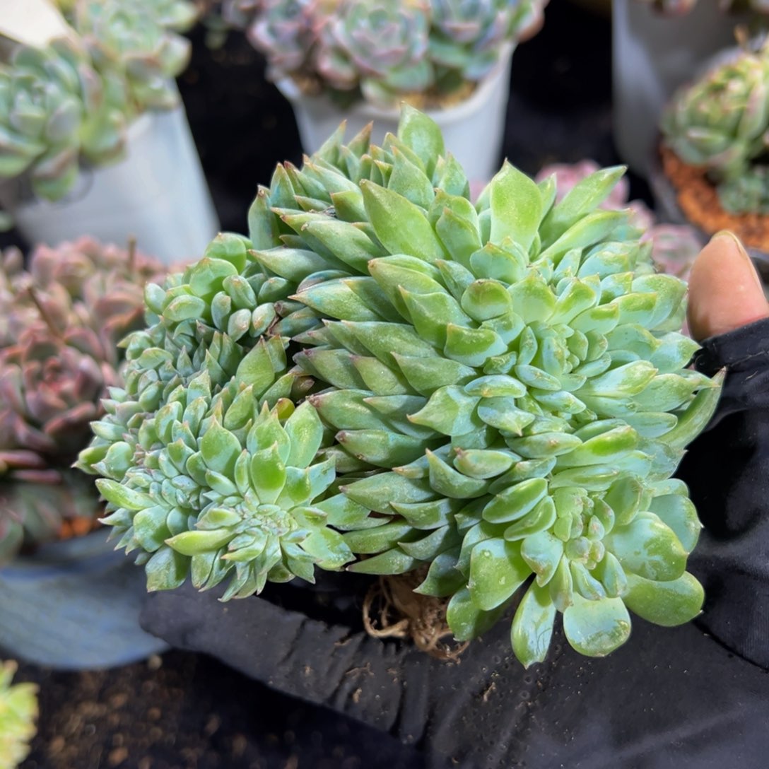 水蜜桃冰魄缀微瑕